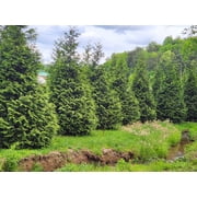 Thuja Green Giant Arborvitae Tree, Lot of 12, Quart Pot