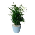 thumbnail image 3 of Planta purificadora 50 cm varios modelos 1 pieza, 3 of 3