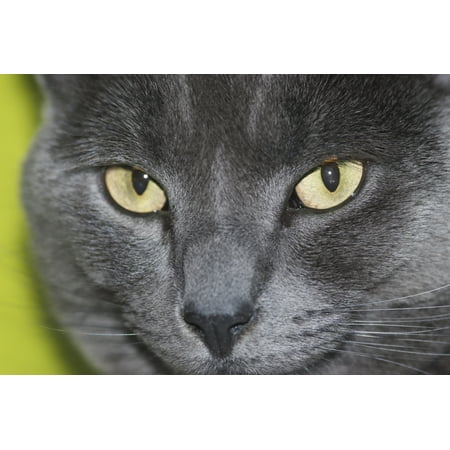 Uk England Blackheath London Face Close Up Russian Blue Cat
