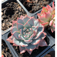 thumbnail image 3 of Echeveria 'Blue Bird' Succulent Live Plant 4" Bare Roots for Garden Decor, 3 of 6