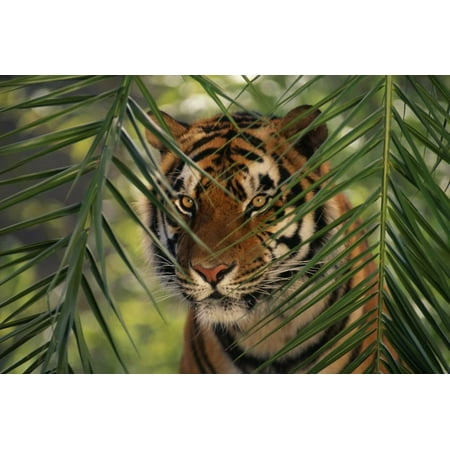 Bengal Tiger behind Palm Fronds Print Wall Art By