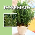 thumbnail image 4 of Set of 3 Blue Rosemary Plants Live, 4-8" Tall Fragrant Rosemary Herb Plant for Outdoor Garden and Containers, Well-Rooted Plants, 4 of 6