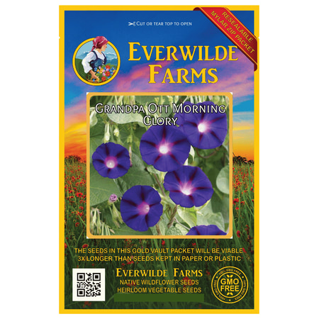 Everwilde Farms - 50 Grandpa Ott Morning Glory Garden Flower Seeds - Gold Vault Jumbo Bulk Seed (Best Morning Glory Seeds To Trip On)