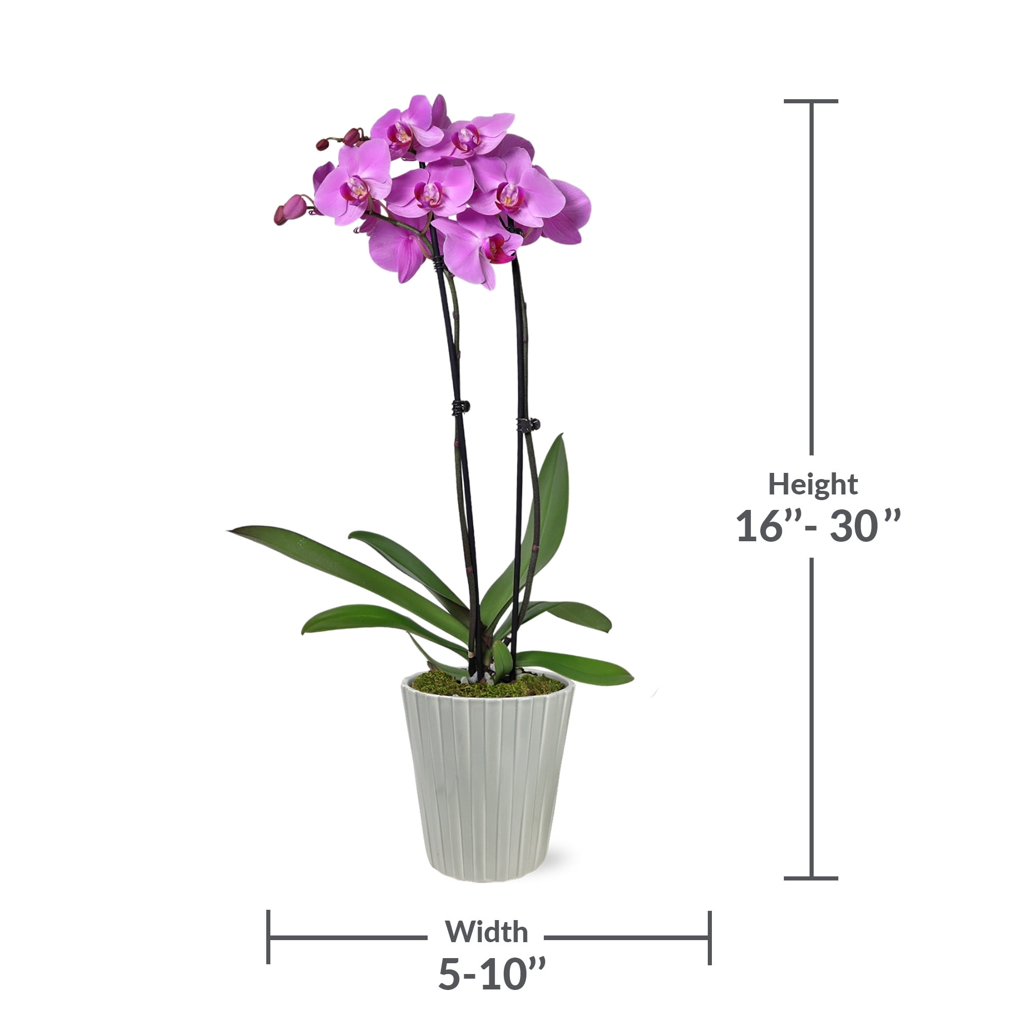 Just Add Ice 16-30" Pink Premium Orchid Live Plant in 5" Grey Ceramic Pot, House Plant