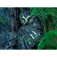 thumbnail image 2 of Fitzharris, Tim 14x12 Black Ornate Wood Framed with Double Matting Museum Art Print Titled - Northern Saw-whet Owl Mantling Prey British Columbia, 2 of 4