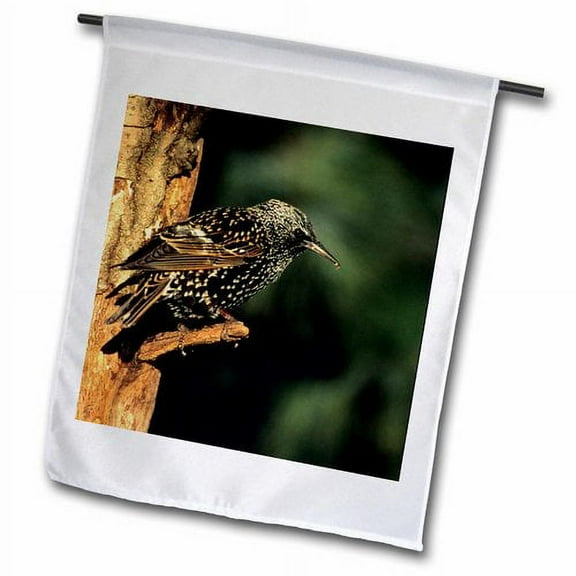 3dRose, European Starling, Marion, IL, 12 x 18 inch Garden Flag