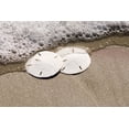thumbnail image 3 of Sand Dollars 3"-3.5" Set of 12 - Wedding Seashell Craft - Hand Picked and Professionally Boxed, 3 of 5