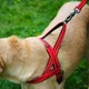 thumbnail image 4 of Arnés Norwegian Kong negro para perros pequeños, color negro, collar negro, talla S, 4 of 4