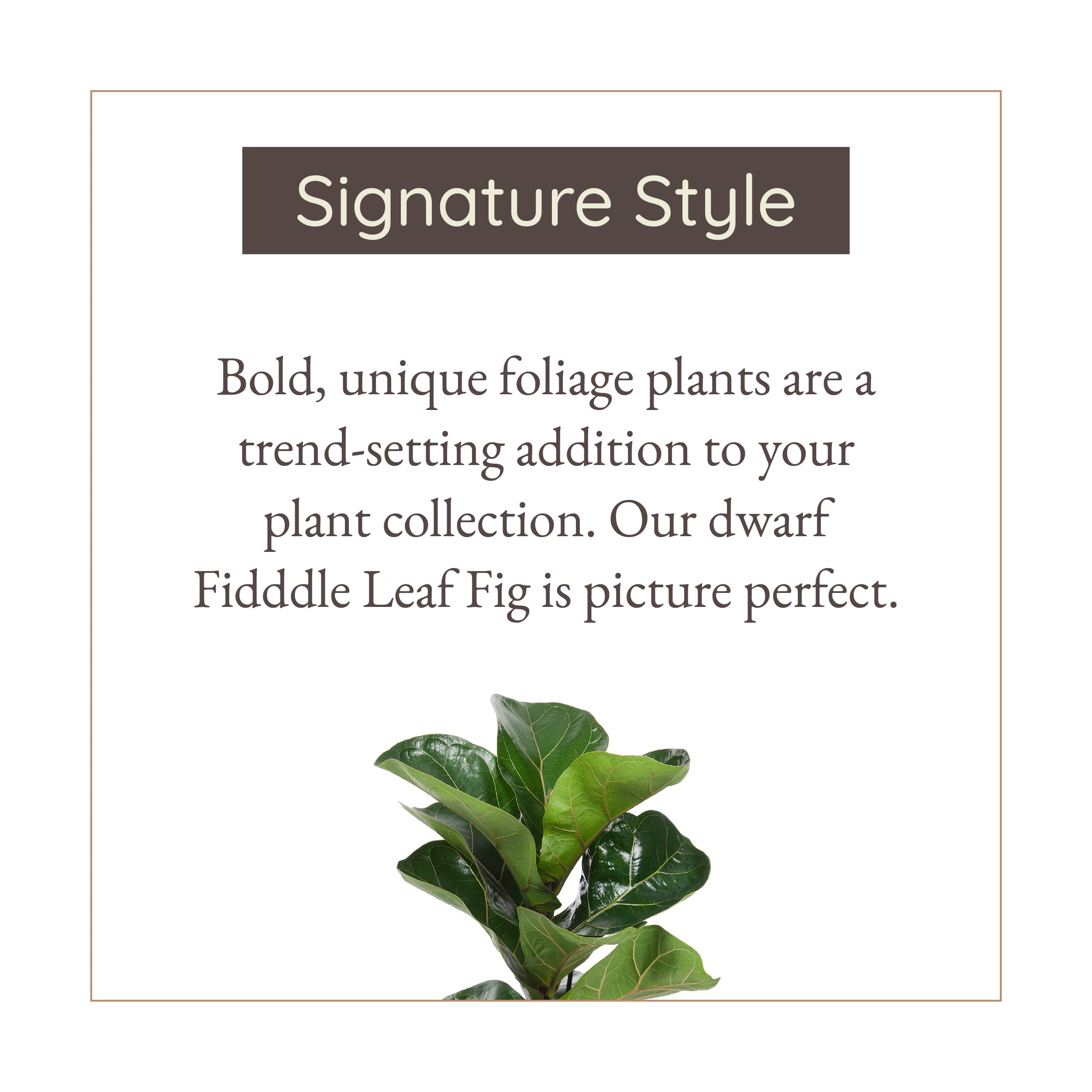 Wild Interiors Dwarf Fiddle Leaf Fig Plant, 2-3’ Tall, 5” Ceramic Pot