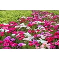 thumbnail image 2 of 500 DOUBLE DEUCES GODETIA Grandiflora Clarkia Amoena Mixed Colors & Bicolor Flower Seeds, 2 of 11