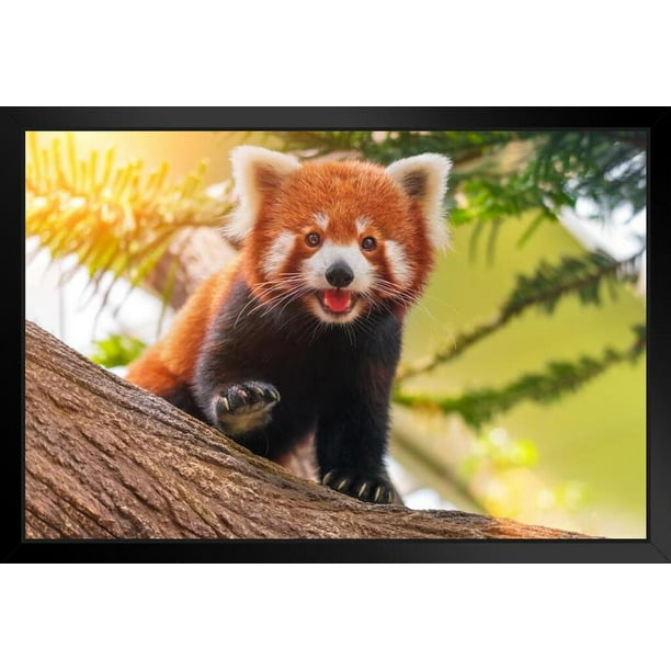 Red Panda Cute Adorable Sun Nature Animal Animal Kids Room Baby Nursery Asia Bear Poster Bear Picture Bear Posters For Wall Bear Print Wall Art Bear Pictures Stand Or Hang Wood Frame