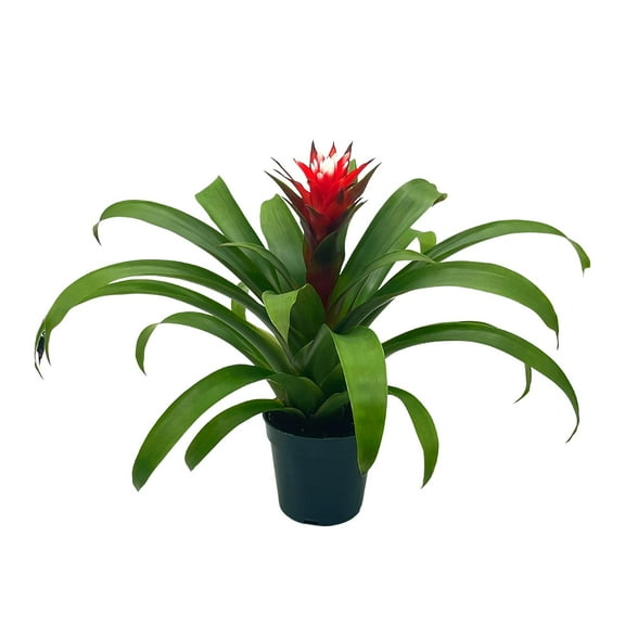 BubbleBlooms Red Bromeliad, Guzmania monostachia, 4 inch Pot