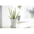 thumbnail image 4 of Ecopots Amsterdam Mini Durable Modern Round Recycled Based Composite Flower Pot Planter, Pure White, 4", 4 of 4