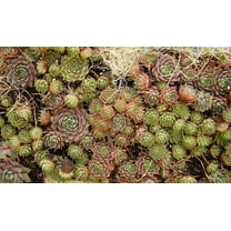 25 * Seeds MIXED HENS & CHICKS Chickens Succulent Sempervivum Flower