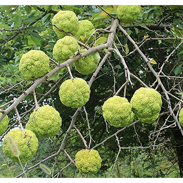 30 Hedge Apple Seeds Osage Orange Horse Apple Monkey Ball Maclura