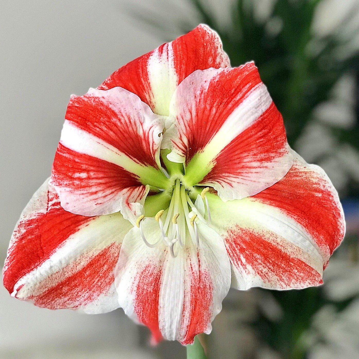 Easy to Grow Amaryllis Clown (1 Bulb) Single Flower Form