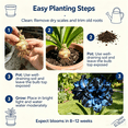 thumbnail image 5 of Amaryllis, Low Maintenance - Easy Grow - Ideal for Beds Borders, Plant Pots & Planters, 5 of 5