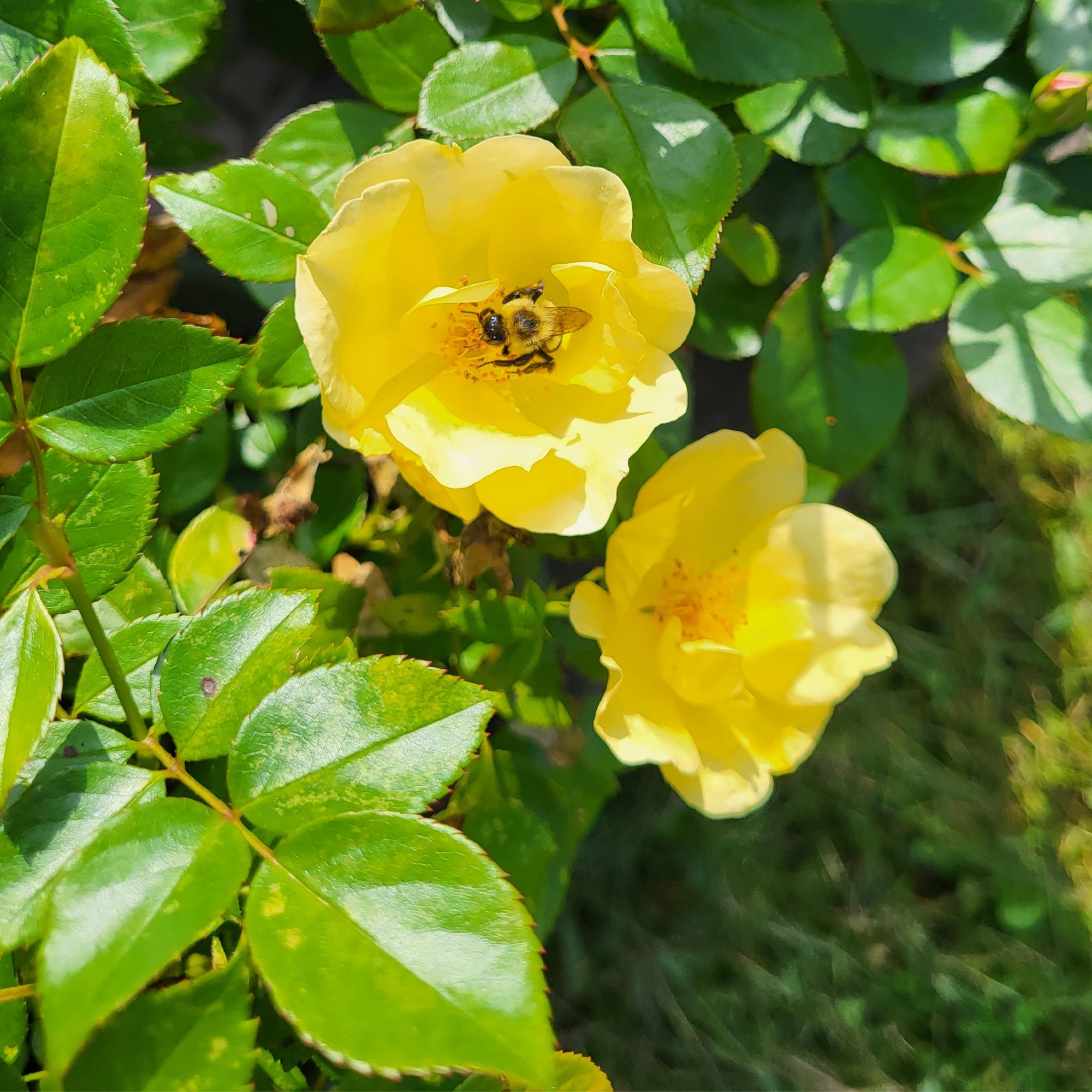 The Knock Out® Family of Roses 'The Easy Bee-zy Knock Out® Rose' Live Tree in 3-Gallon Grower Pot