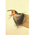 thumbnail image 1 of Barn Swallow-Audubon - CANVAS OR FINE PRINT WALL ART, 1 of 1