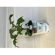 Proven Winner 1.56 PTMuticolor Tomato (1 pack) Grower pot