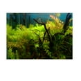 thumbnail image 3 of Esquirla Aquarium Background 3D Print Poster Tank Single Sided Sticker Grass 76x46cm M, 3 of 8