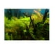 thumbnail image 3 of Fondo de acuario Impresión 3D Gloria Etiqueta de un lado Hierba 122x46cm Vinilo decorativo pecera, 3 of 9