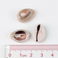 thumbnail image 3 of 50pcs Cowrie Shell Beads No Hole/Undrilled Seashell color 18~22.5x13~17x6~8mm, 3 of 4