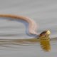 thumbnail image 4 of Snake Prank with String Clip - Clip on Snake Prank, Snake on a String Prank That Chase People, DIY Golf Snake Prank with String and Clip, Snake Prank, 4 of 4