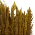 thumbnail image 4 of 35" Dried Plant Natural Foliage Pampas Bouquet with Long Stems, by DecMode, 4 of 8