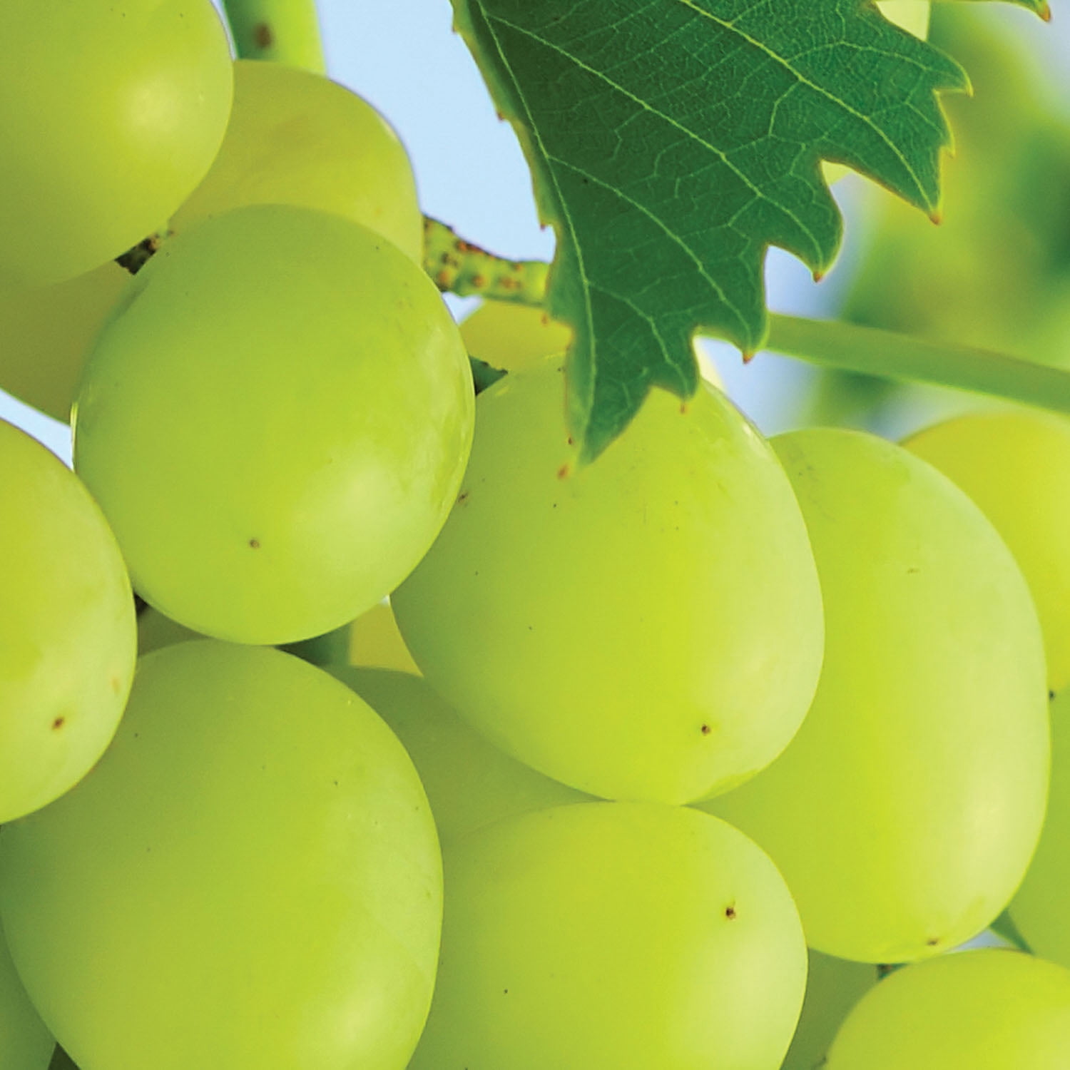 Expert Gardener Himrod Seedless Grape Plant Root, Woody Perennial for Full Sun
