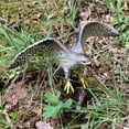 thumbnail image 3 of Figura de juguete de pájaro de simulación de ciencia y naturaleza de Proutoparts para el hogar Halcón peregrino, 3 of 7