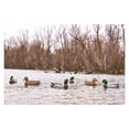 thumbnail image 3 of Northern Leurres de Canard Colvert Actif, 3 of 3