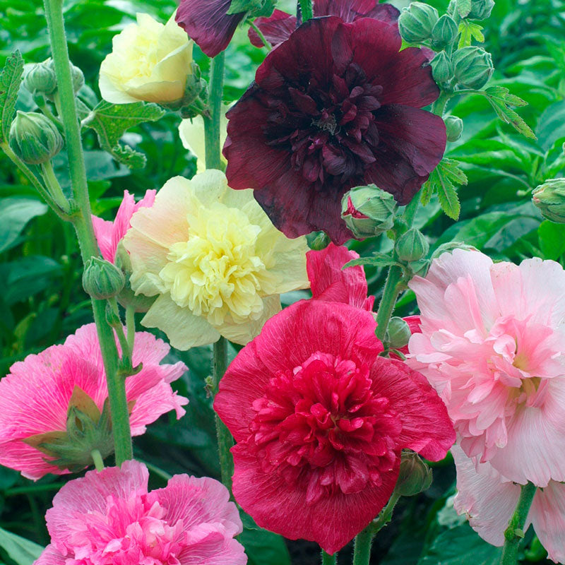 Do Dogs Like To Eat Hollyhocks photo