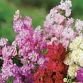 thumbnail image 4 of Ferry-Morse Larkspur Giant Imperial Annual Flower Seeds - Full Sun Cutting Garden Blooms, 4 of 7