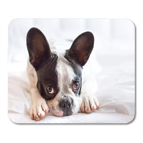 NUDECOR Dog Adorable French Bulldog Puppy Lying in Shy Little Mousepad Mouse Pad Mouse Mat 9x10 inch