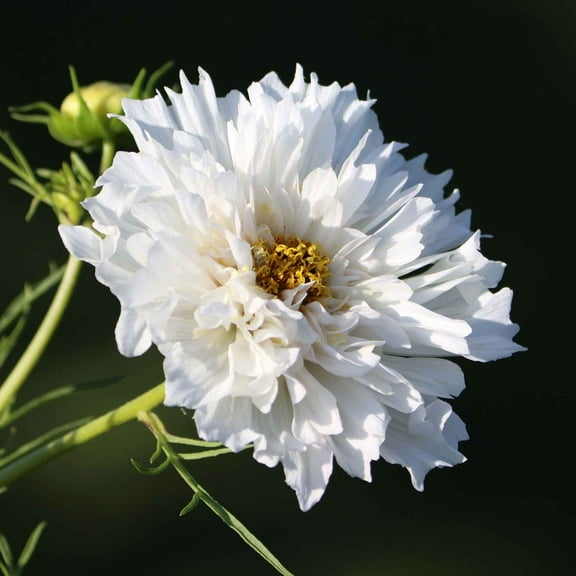 Eden Brothers Cosmos Seeds - Double Click White Knight