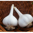 thumbnail image 5 of 4 German Garlic Bulbs for Planting and Gardening, Hardneck Garlic Tubers, Heirloom White Garlic Bulbs, 5 of 5
