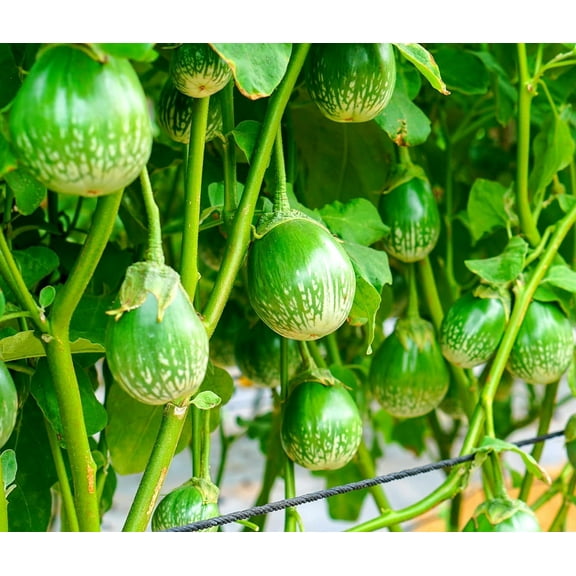 30 Thai Eggplant Seeds for Planting - Round Eggplant is Ornamental and Tasty