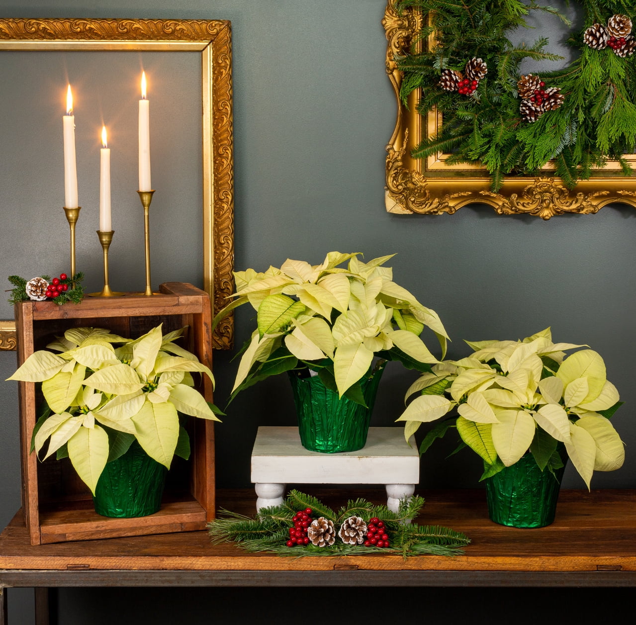 Holiday Time 1.5QT White Poinsettia Live Houseplant Green Foil Cover Indirect Sunlight 3 Pack