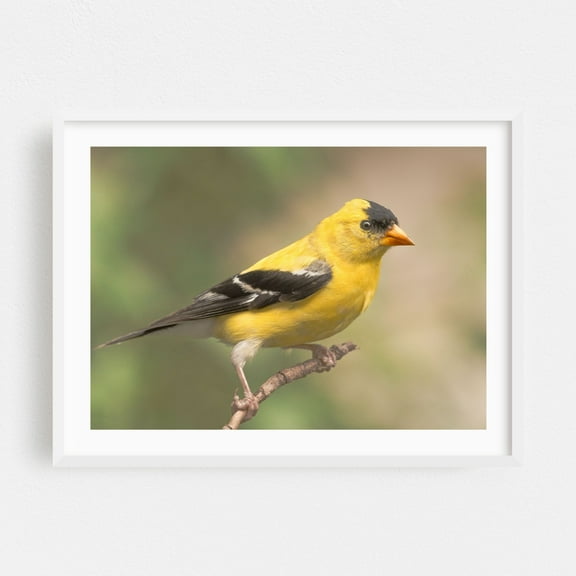 Male American Goldfinch - Photography Bird Wildlife Nature Animal Scenic Woodland Botanical White Framed Wall Art Print 18 x 24 inches