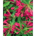 thumbnail image 1 of 1G Weigela, 1 of 1