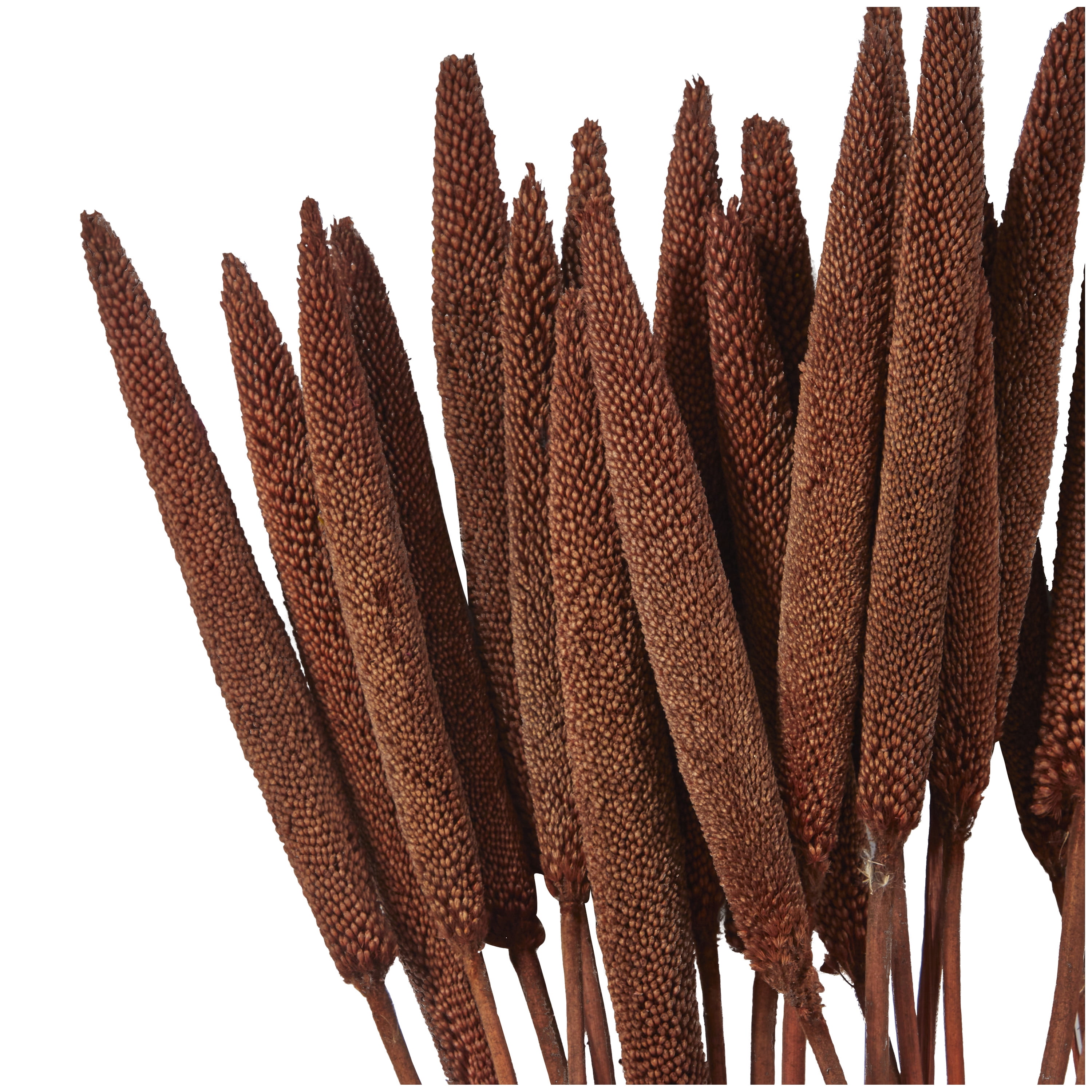 20" Dried Plant Natural Foliage Bunny Tail Bouquet with Long Stems, by DecMode