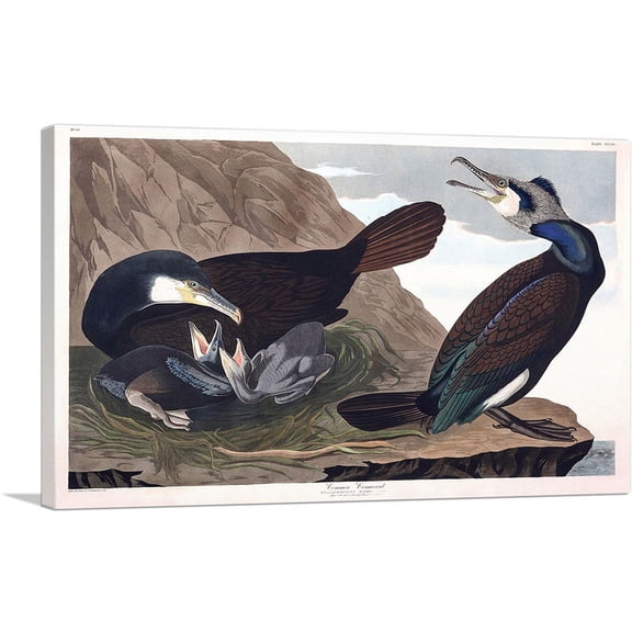 ARTCANVAS Common Cormorant Canvas Art Print by John James Audubon - Size: 12" x 8" (0.75" Deep)