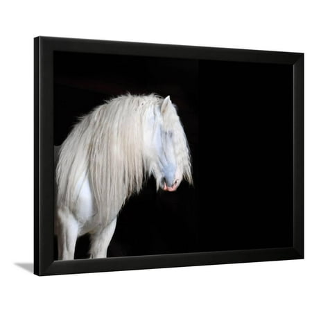 White Shire Horse With Black Background Framed Print Wall Art By White Shire Horse With Black Background Framed Print Wall Art By I Love Nature