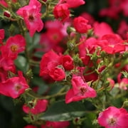 Heirloom Roses - Vif Eclat Hybrid Musk Rose Plant