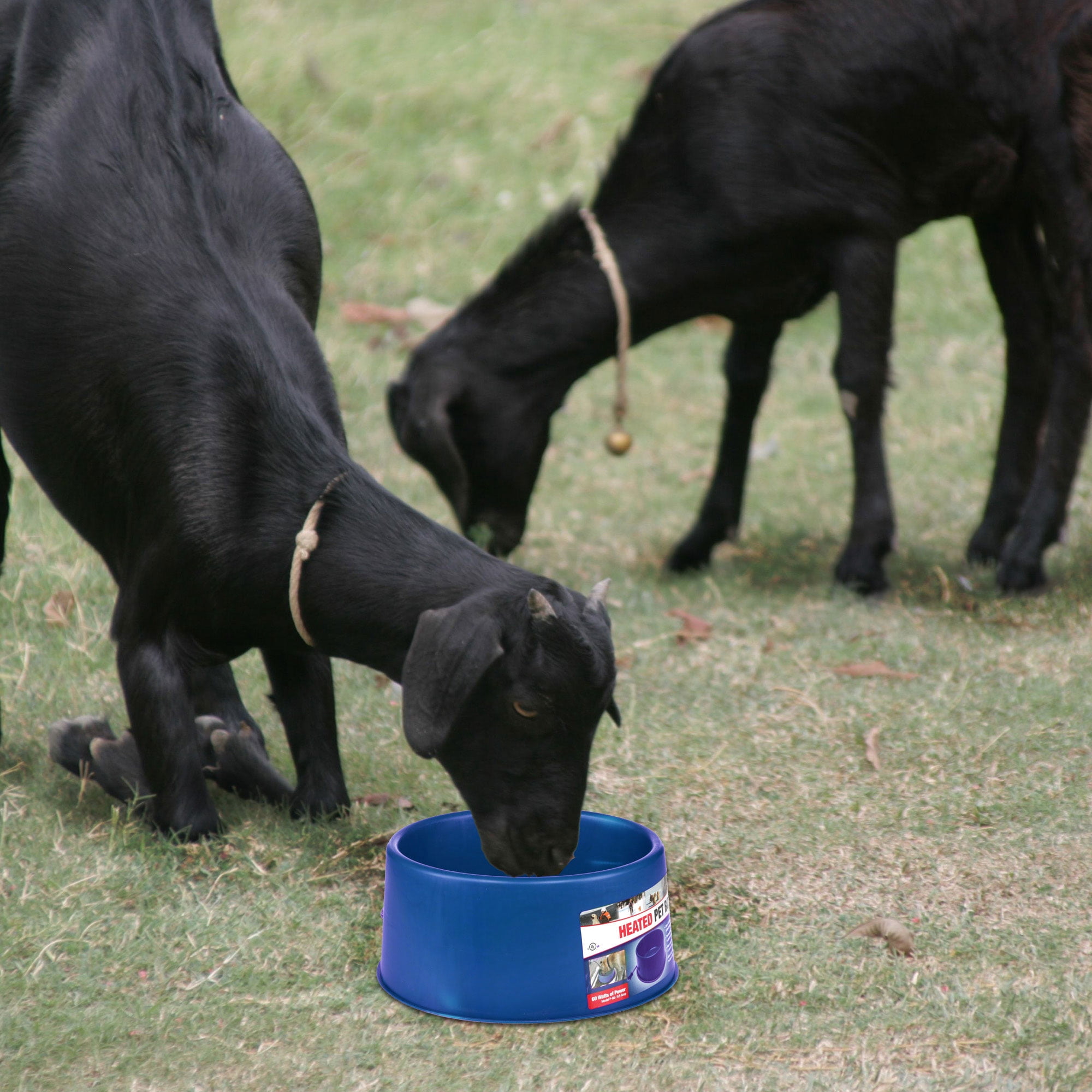 Farm Innovators 60W Premium Plastic Heated Pet Dog/Cat Water Bowl, 4 Pack
