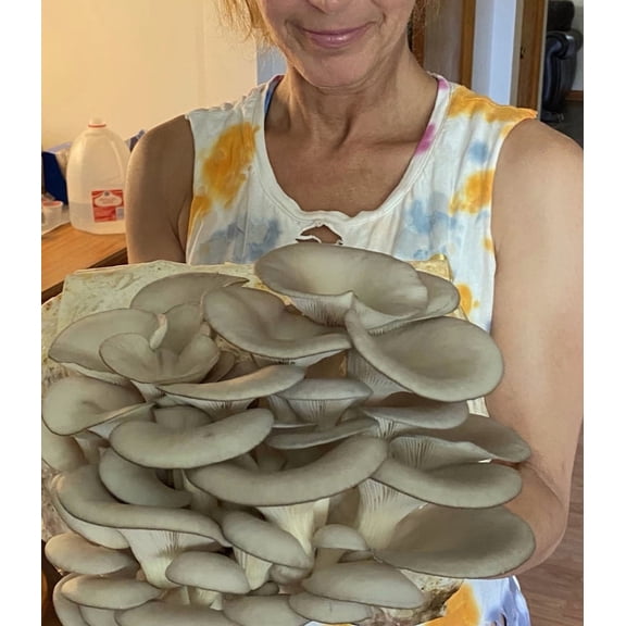 Giant Blue Oyster Mushroom Growing Kit