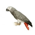 thumbnail image 2 of African Grey Parrot Psittacus Wall Decal Sticker by Wallmonkeys Vinyl Peel and Stick Graphic (24 in W x 22 in H), 2 of 4