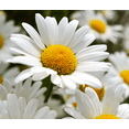 thumbnail image 4 of TomorrowSeeds - Shasta Daisy Seeds - 2000+ Count - For 2026 Planting Classic Snow White, 4 of 9