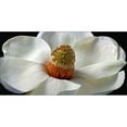 thumbnail image 3 of Reynolds, Richard 14x9 Black Modern Framed Museum Art Print Titled - Southern Magnolia, 3 of 5
